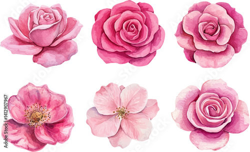 pink roses on white background
