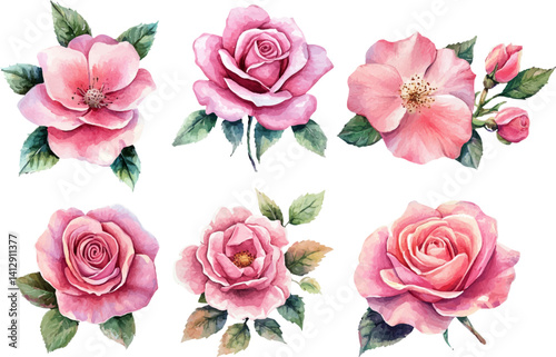 set of pink roses vector