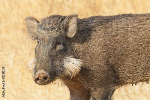 Wild Boar (Sus scrofa) female with grey whiskers, Gir National Park, (Sasan Gir), Gujarat, India.