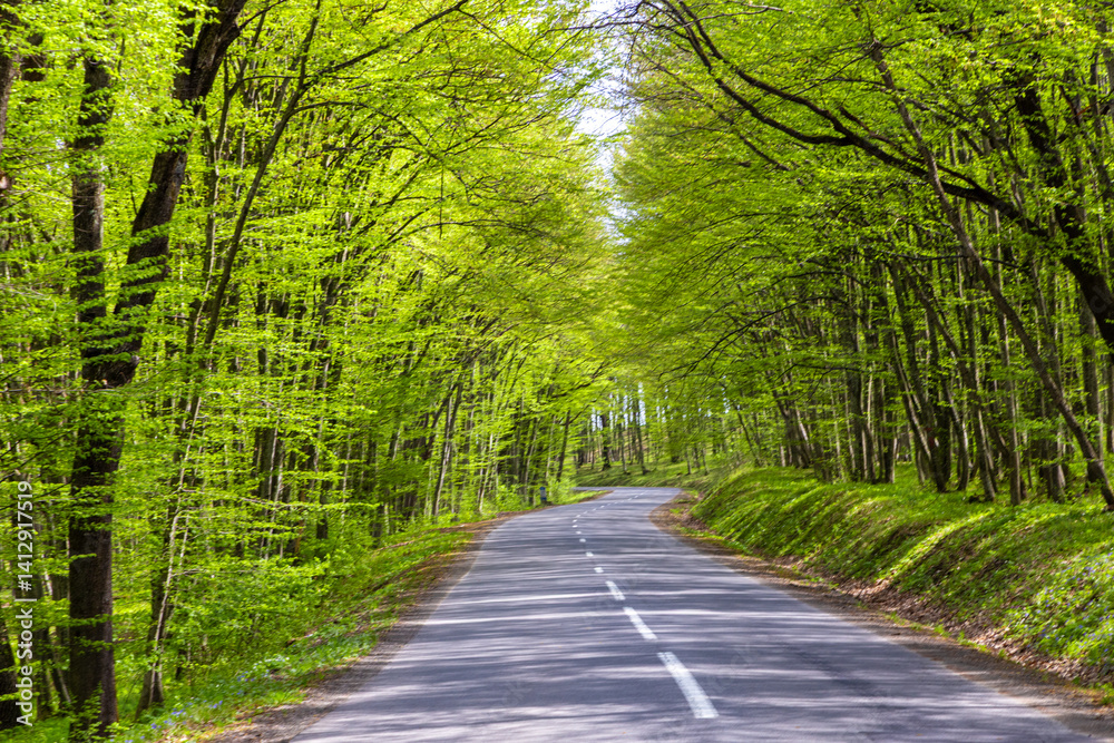 A road through a green deciduous forest in spring in Transylvania - Romania