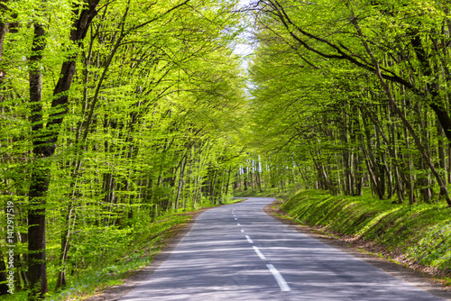 Obraz na płótnie A road through a green deciduous forest in spring in Transylvania - Romania w salonie