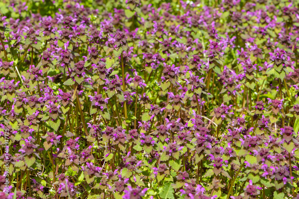 Naklejka premium Close-up of many flowering Spotted dead nettle (Lamium maculatum) plants