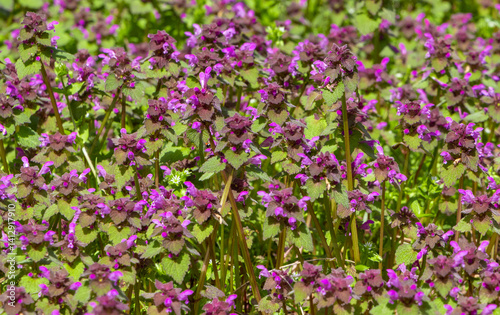 Obraz na płótnie Many flowering Lamium purpureum plants on ground w salonie