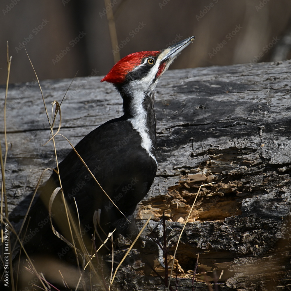 Fototapeta premium Pileated Woodpecker, 