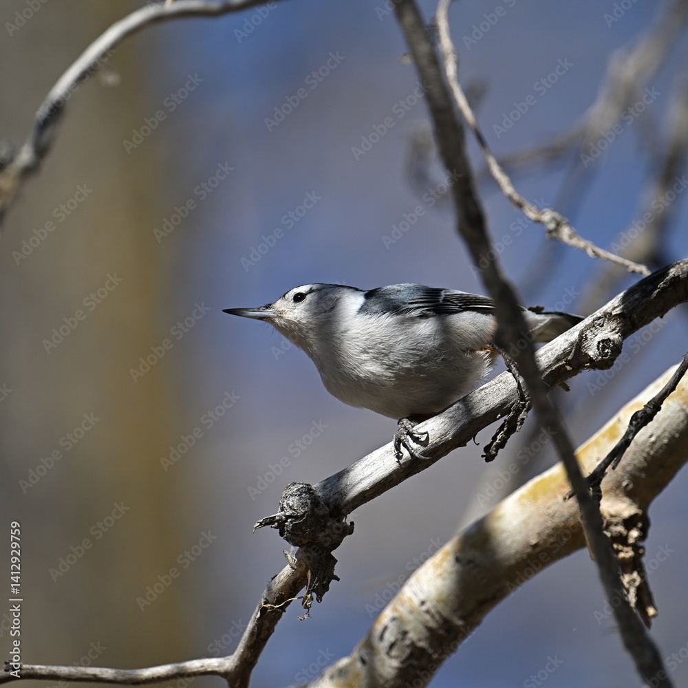 Naklejka premium White-breasted Nuthatch on the branch, 