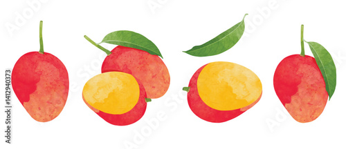 Mango Design elements. watercolour style vector illustration.