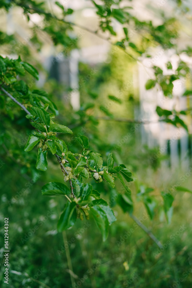 White mulberry on tree branches among green foliage White mulberry on tree branches among green foliage