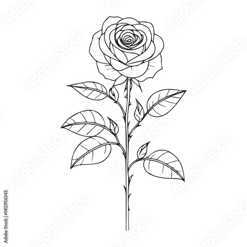 Single pink rose blossom on white and black backgrounds, a floral design of nature's beauty