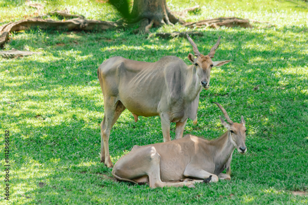 Two Kudu Grazing in a Grassy Field Two Kudu Grazing in a Grassy Field