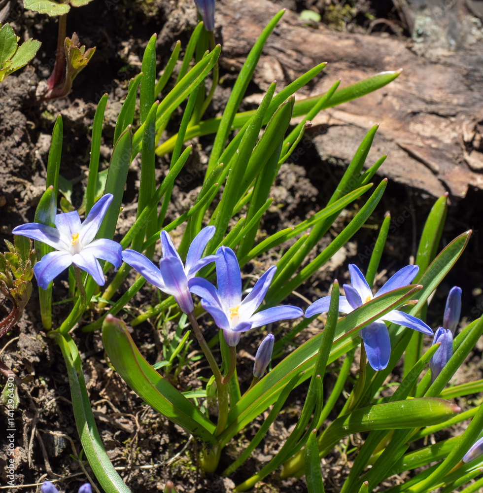 Fototapeta premium Blue flowers of Chionodoxa luciliae - Glory of the Snow. One of the very earliest signs of spring.The first spring flowers on natural background.