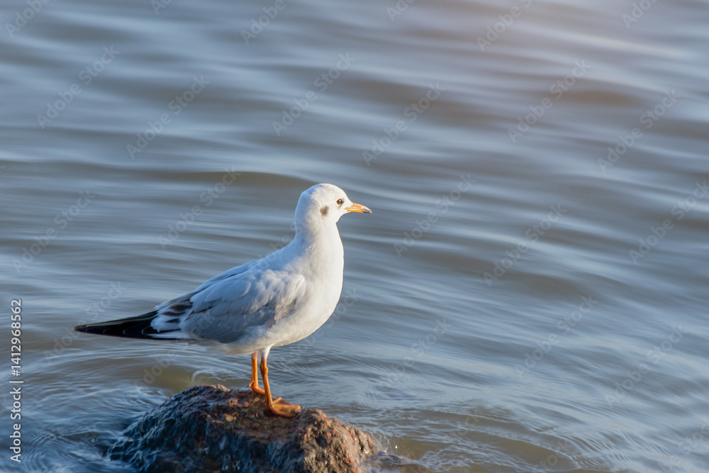 Seagull Perched on a Rock in Rippled Water Seagull Perched on a Rock in Rippled Water