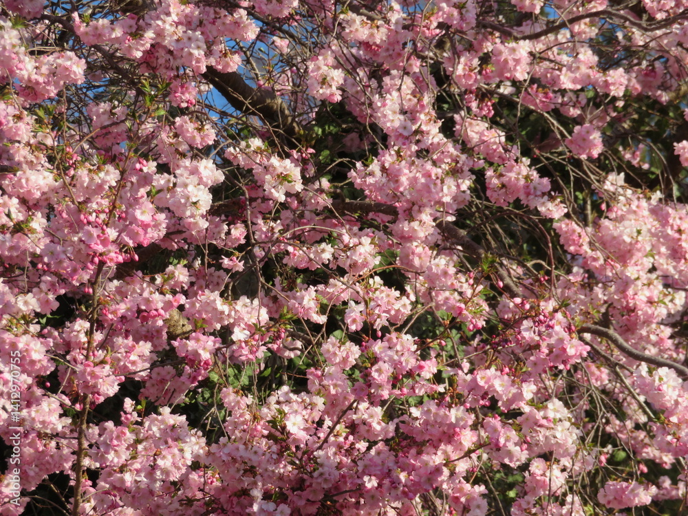 Frühlingsblüten Traum Frühlingsblüten Traum