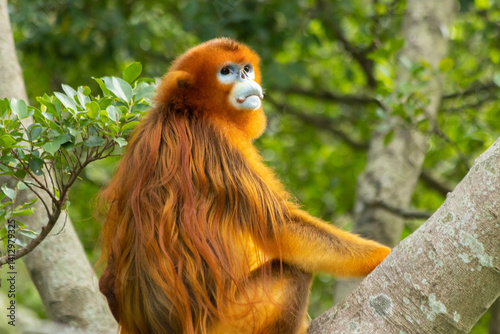 Photography Golden Snub-nosed Monkey in a Lush Forest