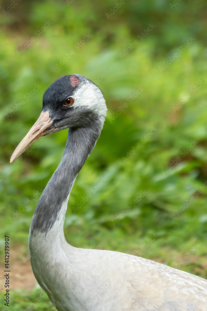 Fototapeta premium Elegant Crane in Lush Green Meadow