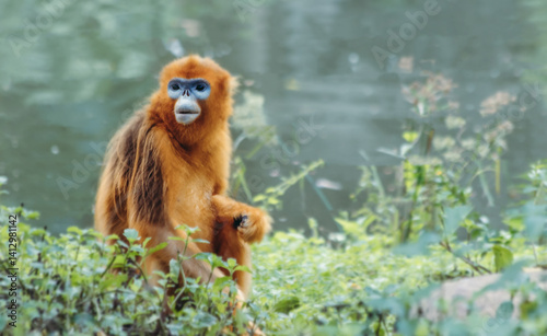 Photography Golden Snub-nosed Monkey by the Water