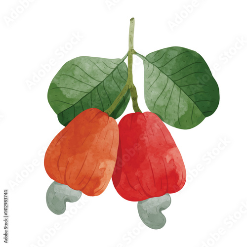 Cashew fruit Design elements. watercolour style vector illustration.