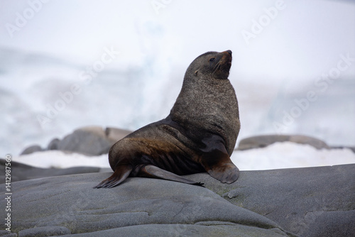 A large fur seal lounges on rocks in Antarctica
