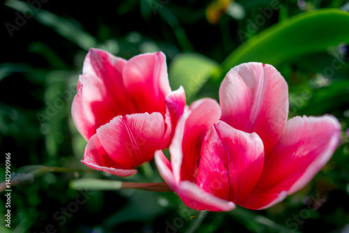 tulips. unusual tulips in the garden. Wild Red Data Book tulips Greig in the fields of Kazakhstan. Spring flowers under the rays of sunlight. Beautiful landscape of nature. Hi spring.