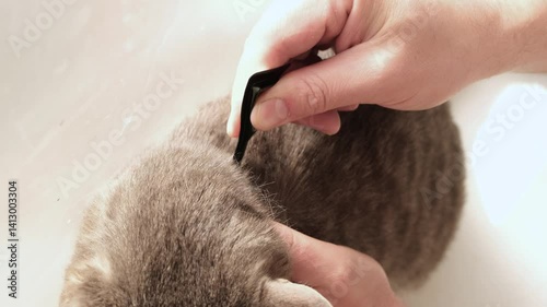 The owner applies flea and tick drops to the withers of a gray cat, cat is sitting on the windowsill at home. Animal care concept.