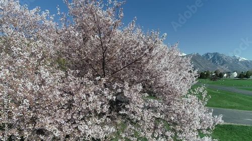 Wallpaper Mural spring in the mountains, cherry tree and snow, season change, peaceful, quiet, serene Torontodigital.ca