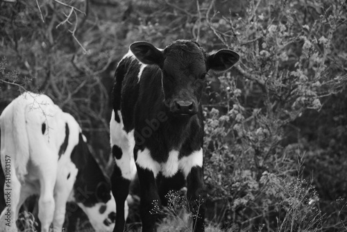 Cute calf cow looking at camera from Texas farm field in black and white.