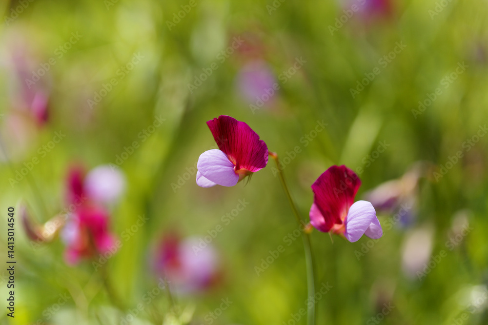 Flora of Gran Canaria - Lathyrus clymenum, Spanish vetchling natural macro floral background Flora of Gran Canaria - Lathyrus clymenum, Spanish vetchling natural macro floral background