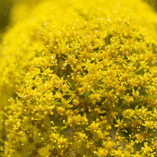 Flora of Gran Canaria - Ferula linkii, Giant Canary Fennel endemic to the Canary Islands, flowers natural macro floral background photo