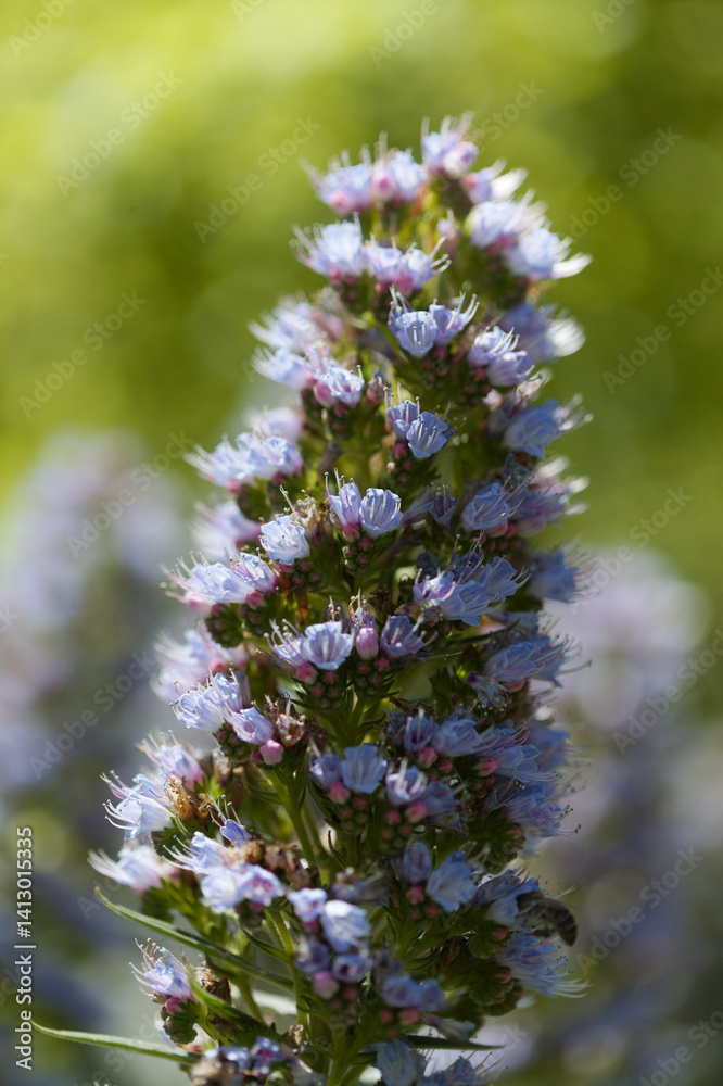 Obraz premium Flora of Gran Canaria - Echium callithyrsum, blue bugloss of Tenteniguada, endemic to the island, natural macro floral background