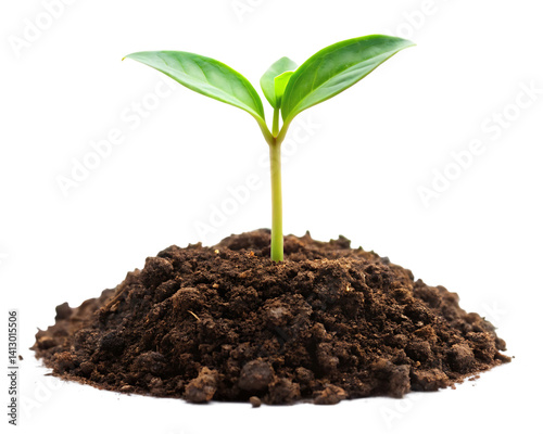 young plant sprout growing from soil isolated on white background