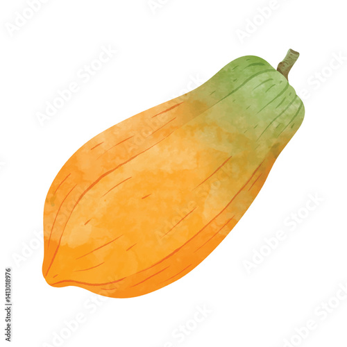 Papaya fruit Design elements. watercolour style vector illustration.
