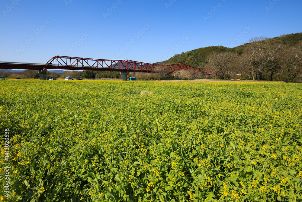 愛媛県大洲市 畑の前河川敷の菜の花