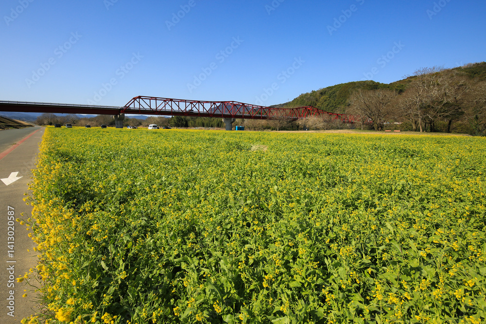 愛媛県大洲市 畑の前河川敷の菜の花