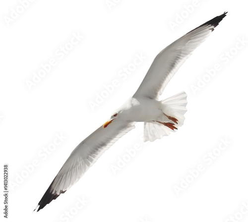 Foto Yellow-legged gull in flight, Larus michahellis, isolated on white, clipping pat