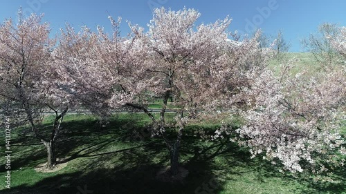 Wallpaper Mural blooming cherry tree in spring, spring and winter, change of seasons, snow and flowers Torontodigital.ca