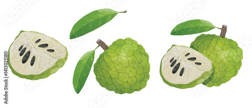 Custard apple, Sugar apple fruit Design elements. watercolour style vector illustration.