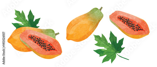 Papaya fruit Design elements. watercolour style vector illustration.