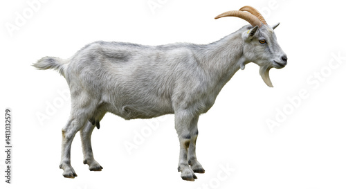 Isolated Goat