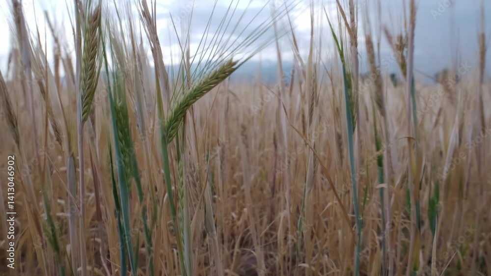 A wheat field, wheat spikelets swaying in the wind. A wheat field, wheat spikelets swaying in the wind.
