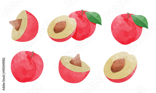 Plum fruit Design elements. watercolour style vector illustration