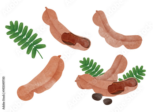 Tamarind fruit Design elements. watercolour style vector illustration