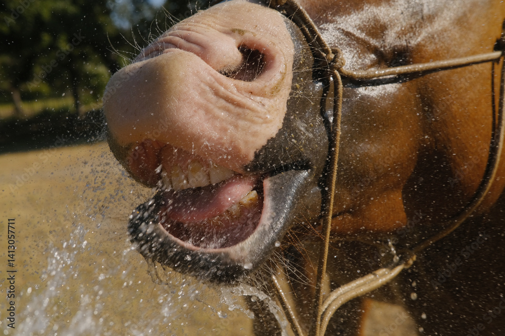 Obraz premium Horse drinking water from hose closeup on farm.