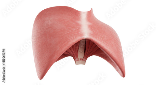 Isolated Human Diaphragm Anatomy