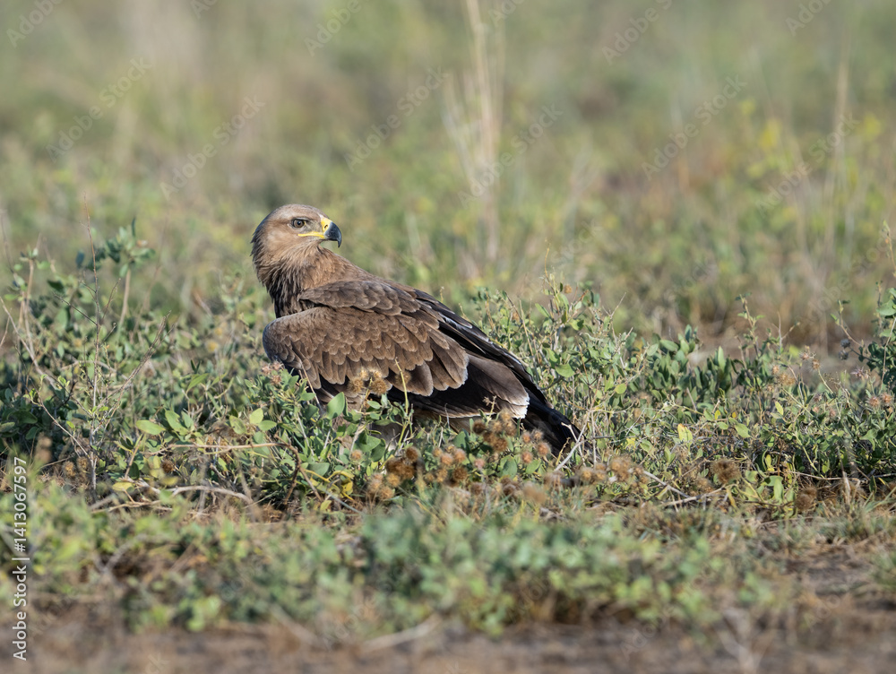 Fototapeta premium Steppe Eagle perched in green scrub, scanning its surroundings
