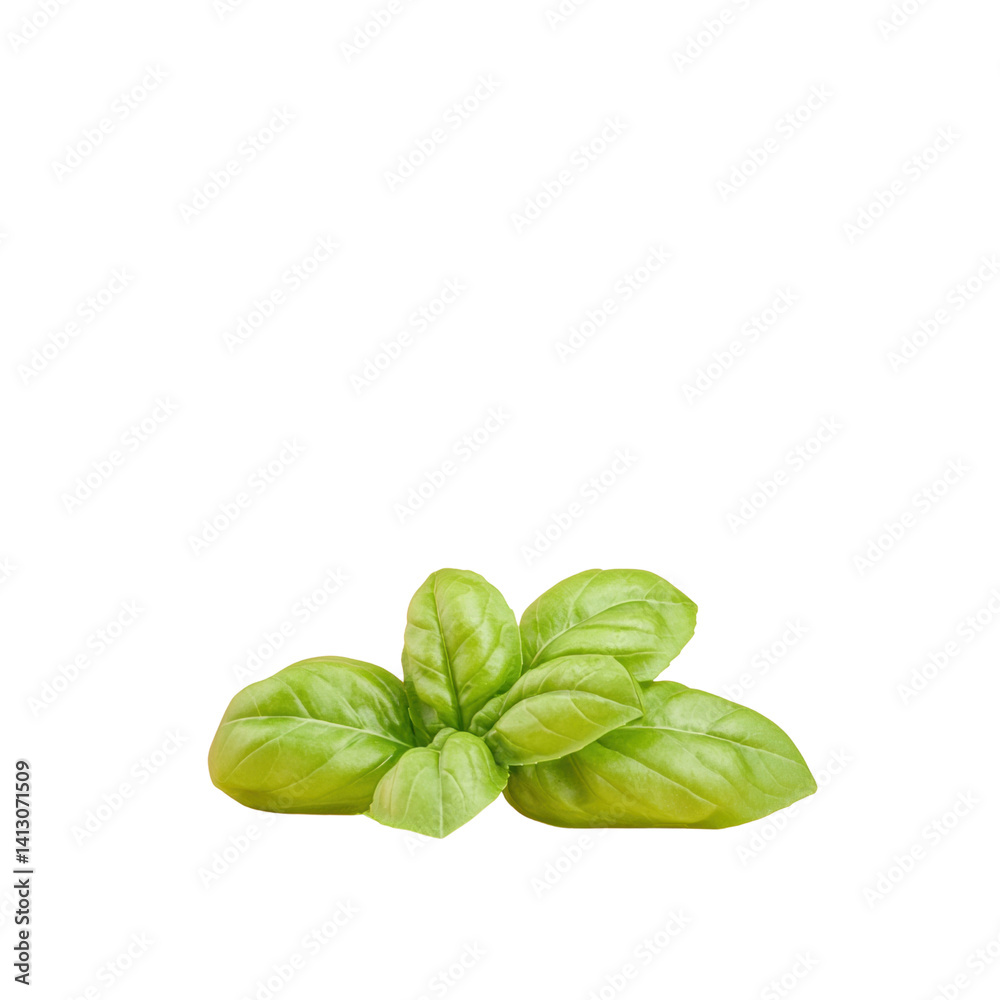 Fresh Green Basil Leaves for Culinary and Aromatic Uses Fresh Green Basil Leaves for Culinary and Aromatic Uses