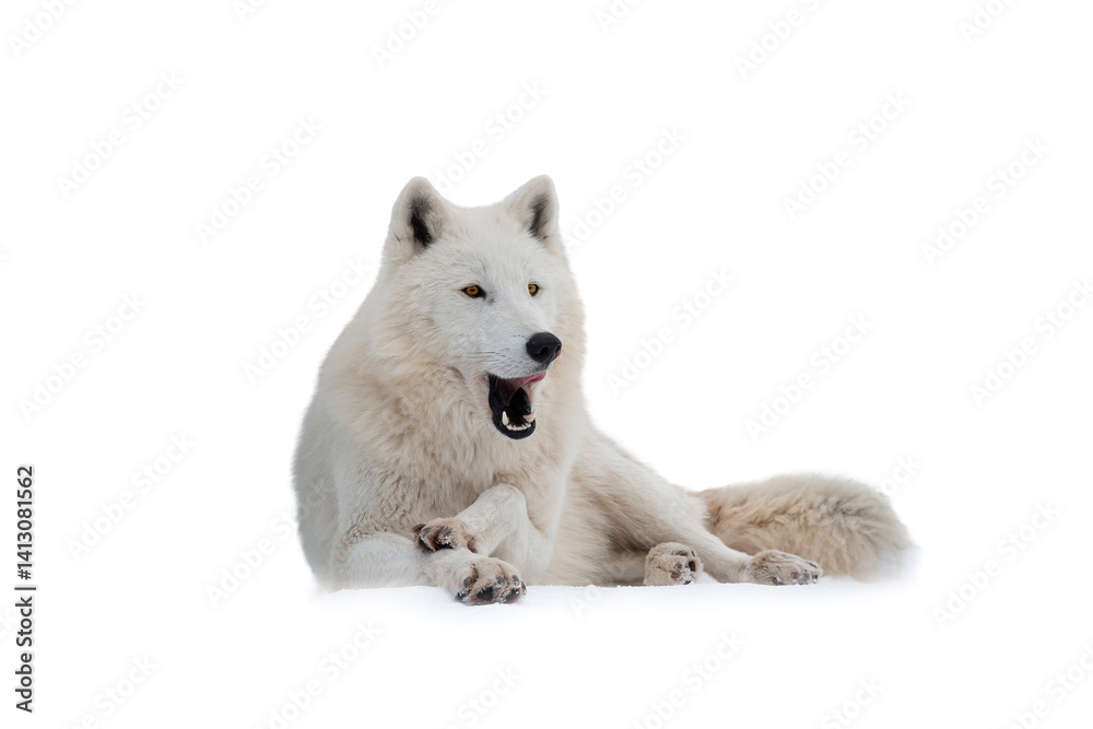 polar wolf lying on snow isolated on white background polar wolf lying on snow isolated on white background