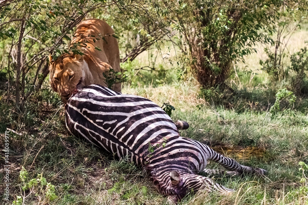 Lioness eating a zebra in the african savannah