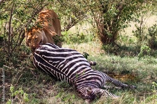 Obraz na płótnie Lioness eating a zebra in the african savannah w salonie