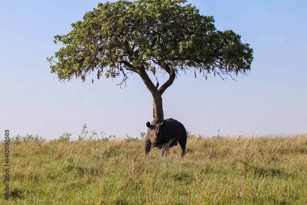 Fototapeta premium Black rhino grazing in the african savanna under an acacia tree