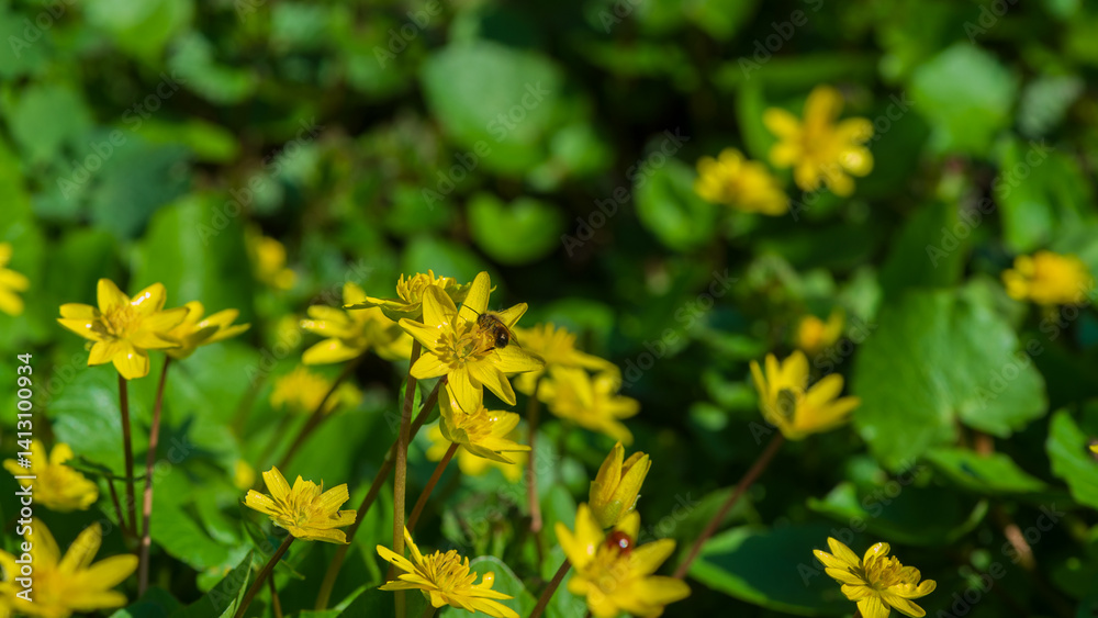 Obraz premium Ficaria verna in spring on a sunny day in the meadow.