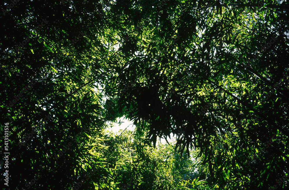 Obraz premium Thickets of green bamboo branches in a botanical garden.